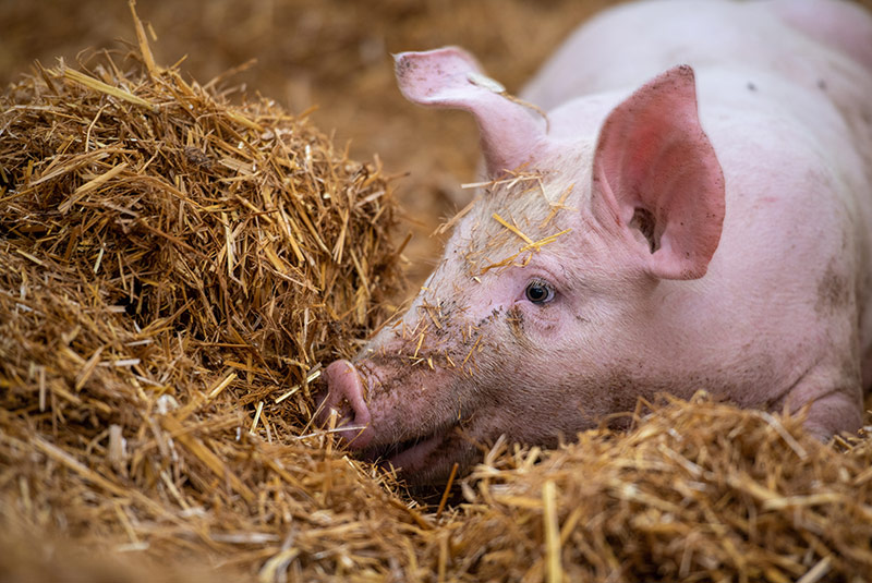 Sous le porche : boucherie à la ferme